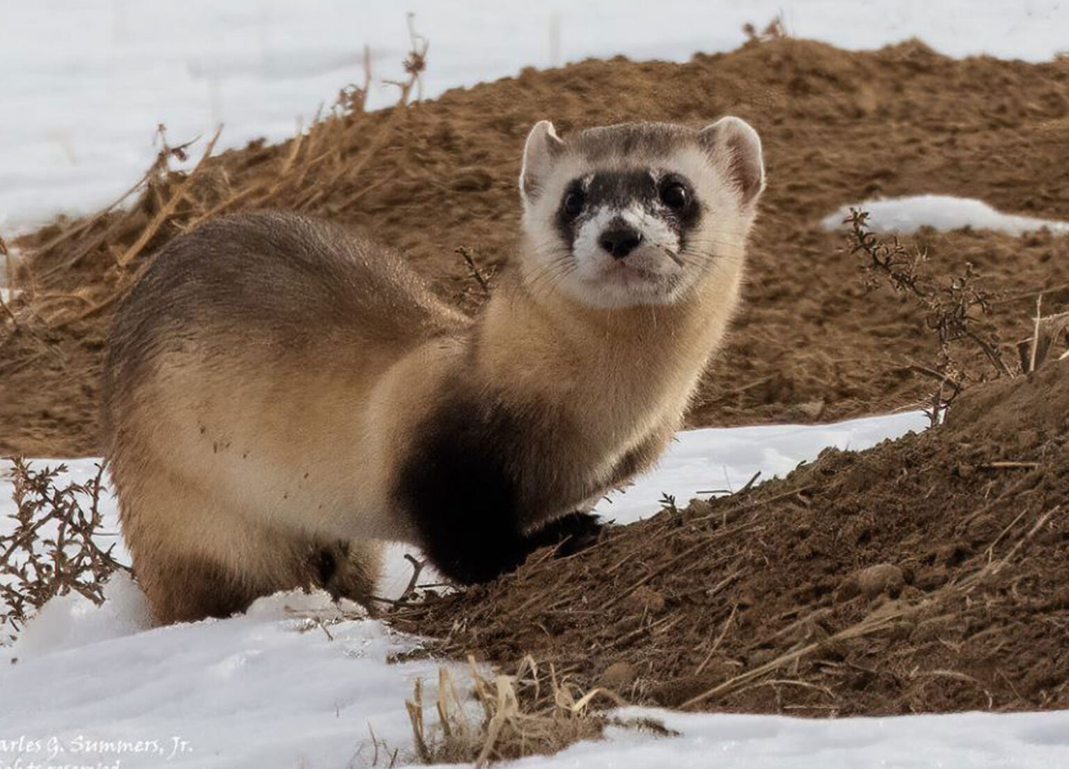 Mammals Canadian Species Initiative 5698