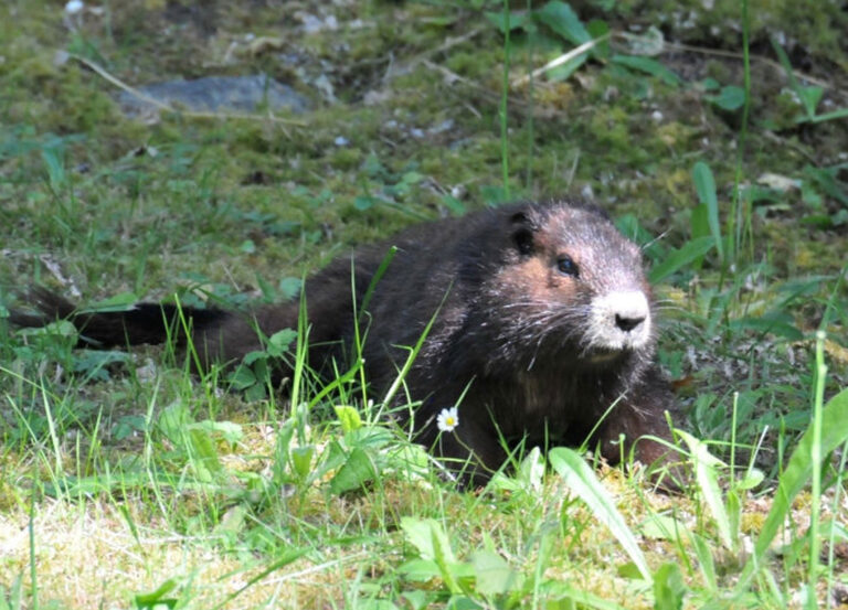 Mammals Canadian Species Initiative